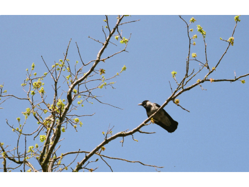 Įsigalioja draudimas paukščių perėjimo laikotarpiu kirsti medžius